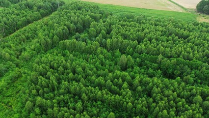 Aerial view of green forest trees