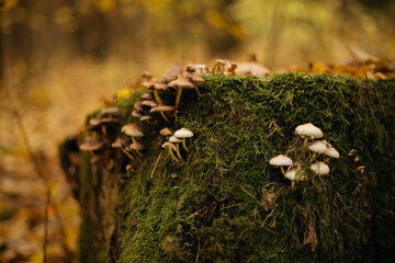 Wall Mural - mushrooms on the tree