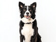 © Supapich - happy border collie dog with black and white fur, sitting against white background, showcasing its playful and friendly demeanor