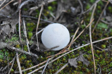 Poster - mushrooms in the moss