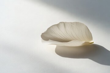 Aufkleber - A lone white petal rests on a softly lit white background, its delicate structure and gentle shadow creating a serene and minimalistic atmosphere.