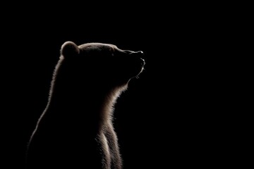 Wall Mural - close-up profile of a brown bear (ursus arctos) isolated on a black background