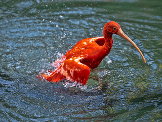 Red Ibis, Eudocimus ruber, preens in a pond.