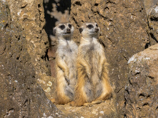 Wall Mural - Two Meerkats, Suricata suricatta, standing by a pile of dirt and observing the surroundings