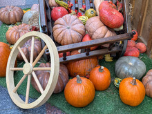 Pumpkins Display Free Stock Photo - Public Domain Pictures