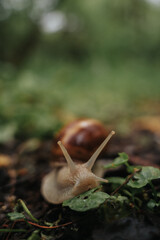 A lonely snail walking through the green forest in rainy weather. Molluscs with a shell called Gastropoda in the wild