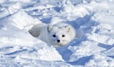 A white arctic fox peeks from snow.