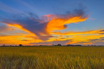 Wall Mural - yellow , autumn rice field with sunset.tree silhouetted against a setting sun.beautiful clouds,sunli
