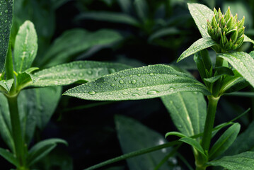 Wall Mural - Among the wild vegetation in drops after rain.