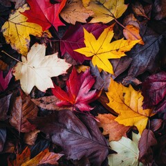 Wall Mural - Colorful autumn leaves scattered on a forest floor