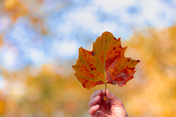 Wall Mural - Selective focus of one single orange brown leaf of Acer saccharum with sunlight, Uprise angle of a hand hold dried yellow leaves with blurred tree in fall on tree as backdrop, Nature autumn background