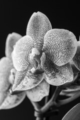 Floral concept. Orchid growing tips.  Most commonly grown house plants. Orchids blossom close up. Orchid flower pink and yellow bloom. Phalaenopsis orchid.