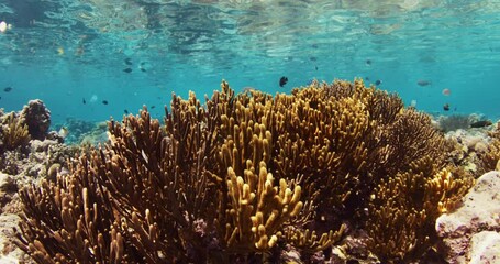 Wall Mural - Soft corals with fishes underwater in tropical sea. Slow motion