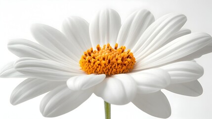 Aufkleber - Close-up photography of a beautiful white daisy flower with delicate,soft petals and a vibrant yellow center. The image showcases the natural elegance and serene beauty of this floral element.