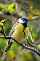 Wall Mural - Great tit Parus major bird closeup