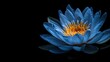 © Ahmad - Isolated blue lotus flower head captures the beauty and tranquility of nature. This stunning blue lotus flower head offers ample copy space for creative projects.