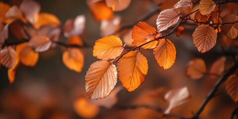 Canvas Print - A detailed view of fall leaves in the woodland captures the essence of autumn. This close up highlights the beauty of seasonal foliage in the forest.