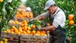 © bajita111122 - Farmer harvesting oranges from a grove, filling large crates with bright fruit, [harvest], [citrus farming and agricultural work].
