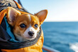 © Canvas Alchemy - A small dog enjoys a sunny boat ride on the open water, nestled comfortably in a backpack on a clear day