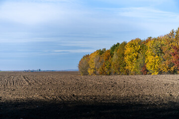 autumn landscape with trees