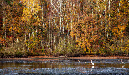 Wall Mural - Autumn colors at the Thülsfelder Dam, Germany