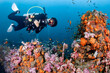 © zephyr_p - Male Scuba diver diving through colorful soft coral reef and school of fish at King Cruiser wreck ship, a famous dive site near Phuket, Thailand. Stunning underwater landscape of Andaman sea