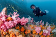 © zephyr_p - Male Scuba diver diving through colorful soft coral reef and school of fish at King Cruiser wreck ship, a famous dive site near Phuket, Thailand. Stunning underwater landscape of Andaman sea
