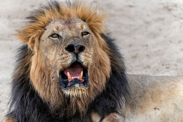 Wall Mural - lion (panthera leo) hanging around in the sand of the kalahari desert. this dominant male lion was p