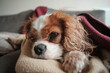 © Nigel Wiggins - King Charles Cavalier Spaniel lying on a rug