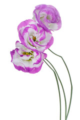 Wall Mural - eustoma flower isolated