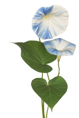 Wall Mural - Morning Glory flower