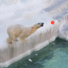 Wall Mural - Funny white bear. Polar bear in a funny pose.