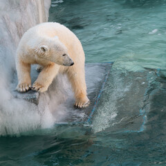 Wall Mural - Funny white bear. Polar bear in a funny pose.