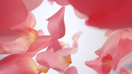Aufkleber - Super Slow Motion of Falling Pink Rose Petals on White Background. Camera Placed on High Speed Cine bot, Rotating Around. Filmed on High Speed Cinema Camera, 1000 fps.