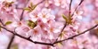 © PuriStudio - A close-up shot of vibrant pink cherry blossoms blooming on a tree branch, vibrant, close-up