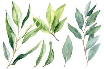 Botanical Eucalyptus Essential Oil Set with Hand-Drawn Watercolor Illustration on White Background