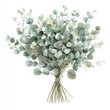 © juliiapanukoffa - Watercolor Eucalyptus Bouquet. Hand-Drawn Vintage Illustration of Green Leaves for Wedding Invitation