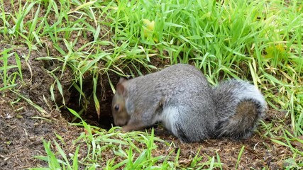 Wall Mural - close-up of a feeding grey squirrel (Sciurus carolinensis) amongst vibrant green grass 