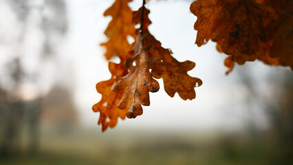 Aufkleber - A autumn leafy tree branch with a leaf on it. The leaf is orange and the branch is green