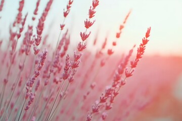 Wall Mural - Close-up of purple lavender flowers in a field at sunset.