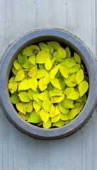 Wall Mural - Green leaves inside a circular opening in a concrete wall.