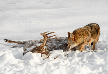 Wall Mural - Coyote (Canis latrans) Walks Up to White-Tail Deer Carcass Winter