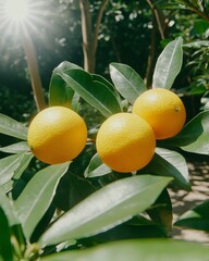 Wall Mural - Three ripe oranges on a tree branch with green leaves and sunlight shining through.