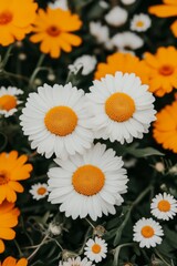 Wall Mural - Three white daisies with yellow centers surrounded by orange and white daisies in a field.