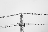 Flock of birds on the electric wire in nature on white background