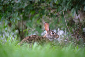 Wall Mural - Grey small hare eating grass on summer field. Wild rabbit in nature