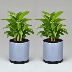 Wall Mural - Two green plants in gray ceramic pots on a gray background.