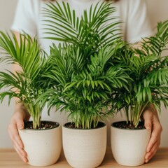 Poster - Woman's hands holding three potted parlor palms.