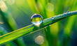 © Sunset - There is a transparent dewdrop on a green blade of grass in the rays of the sun