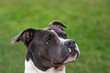 © Cherry - Portrait of dog. One blue American staffordshire terrier. Amstaff, stafford.